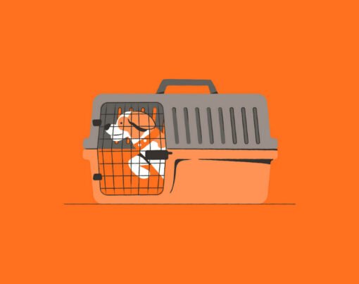 servico pet na cabine da gol linhas aereas voos com animais