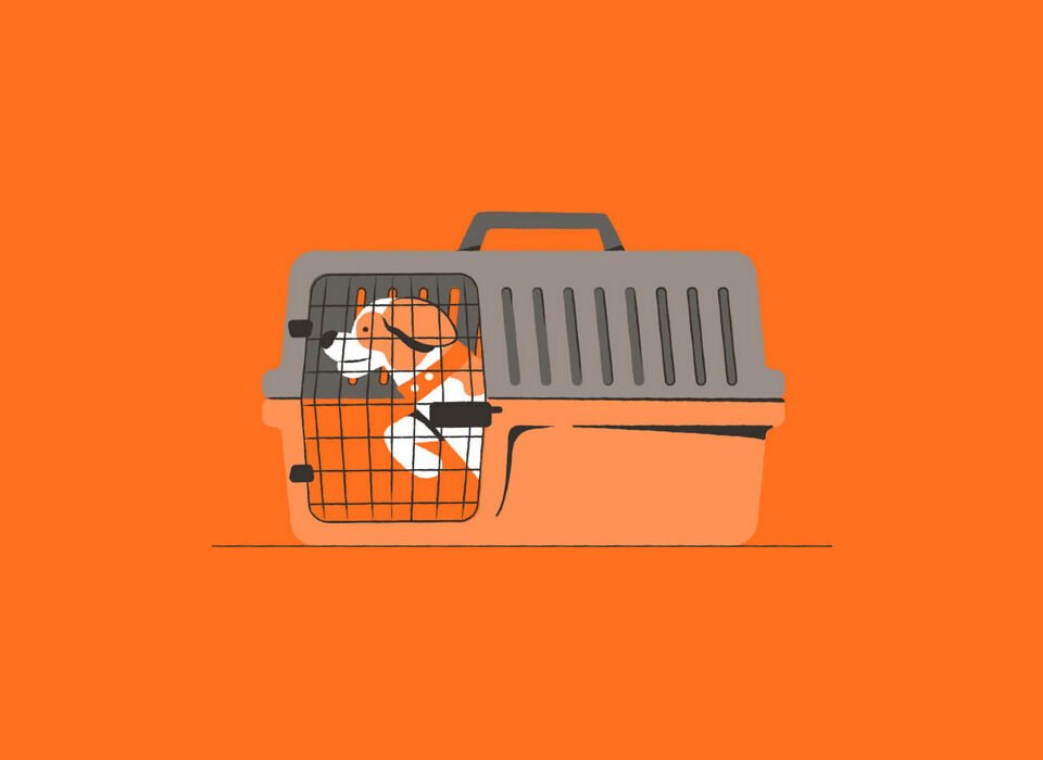 servico pet na cabine da gol linhas aereas voos com animais